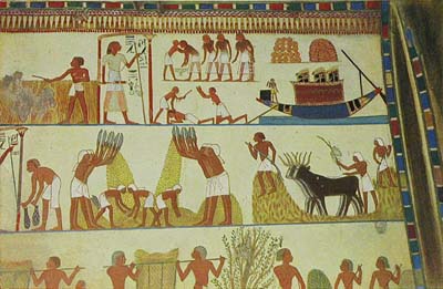 egypt ancient egyptian farming lifestyle agriculture crops seasons egyptians menna mural mortuary animals cattle chapel scene geography corn drawing shemu